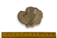 F 04053
<br/>
<br/>
<em></em>